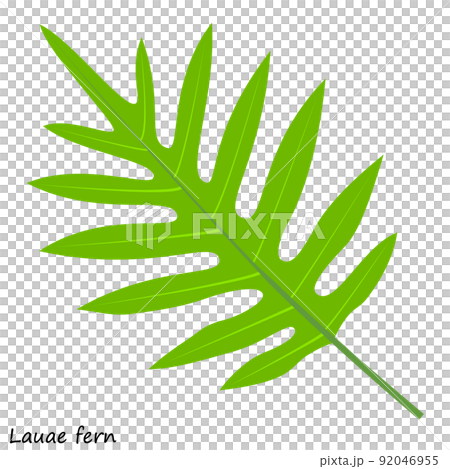 Green fern. Lauae leaves. Monarch fern leaves. Green fern. Lauae leaves. Monarch fern leaves. 92046955