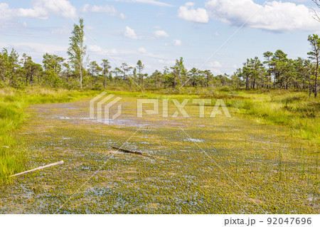 Raised bogs, and big sponges at the Great Kemeri Bog swamp in Latvia Raised bogs, and big sponges at the Great Kemeri Bog swamp in Latvia 92047696
