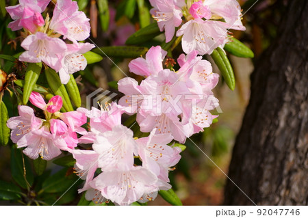 しゃくなげ 92047746