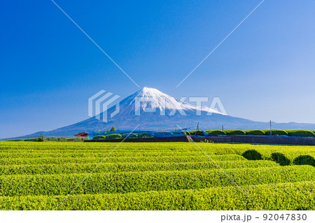 （静岡県）若草色の茶畑越しに富士山 92047830