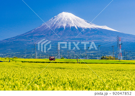 （静岡県）若草色の茶畑越しに富士山 92047852