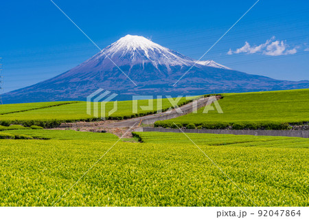 （静岡県）若草色の茶畑越しに富士山 92047864