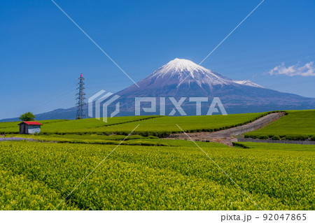 （静岡県）若草色の茶畑越しに富士山 92047865