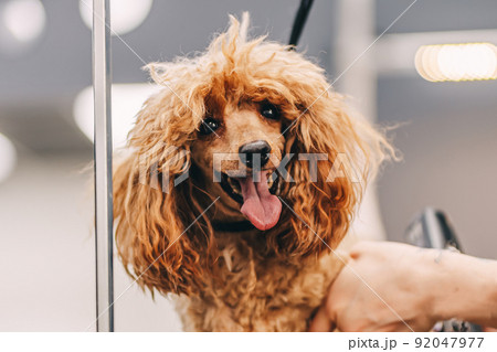 Grooming and grooming a poodle. Grooming and grooming a poodle. 92047977