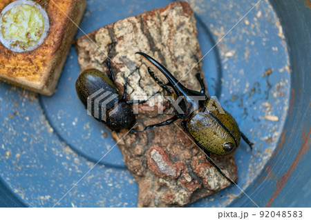 ヘラクレスオオカブト　交配 92048583