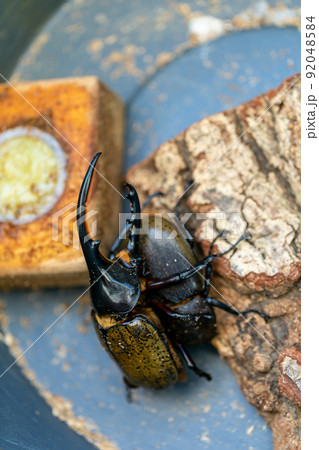 ヘラクレスオオカブト 交配 ヘラクレスオオカブト 交配 92048584