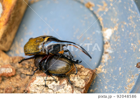 ヘラクレスオオカブト 交配 ヘラクレスオオカブト 交配 92048586