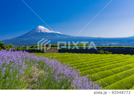 （静岡県）茶畑脇の紫の花（マツバウンラン）と富士山 92048772