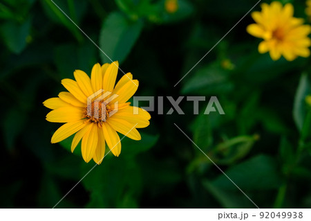 A macro shot of a yellow coreopsis bloom. 92049938