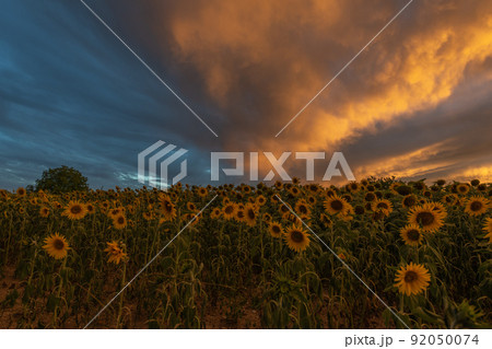 Sunflower fields at stunning sunset in countryside. Sunflower fields at stunning sunset in countryside. 92050074