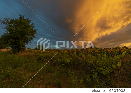Sunflower fields at stunning sunset in countryside. Sunflower fields at stunning sunset in countryside. 92050084
