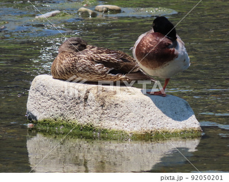 鴨川の岩の上で休むマガモの夫婦 92050201