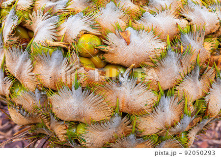Close focus on group of cone fruit of cycad. Close focus on group of cone fruit of cycad. 92050293