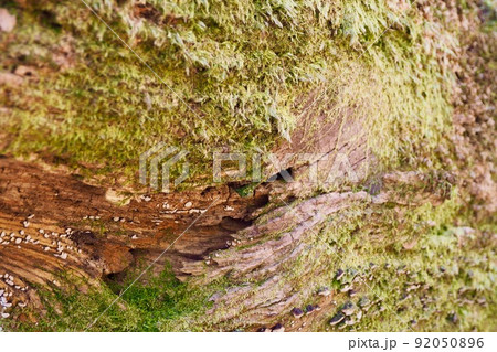 木と苔が創る模様 木と苔が創る模様 92050896