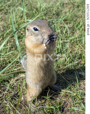 Gopher is standing on its hind legs  on the grassy field and eating sunflower seeds 92051269
