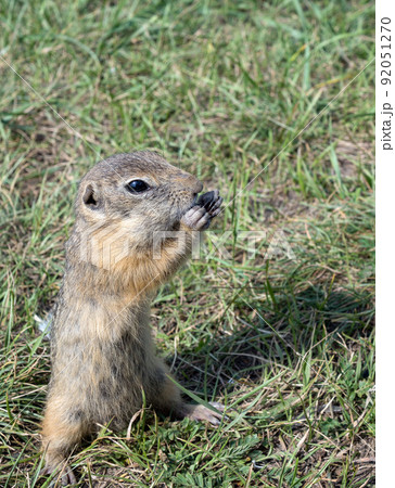 Gopher is standing on its hind legs  on the grassy field and eating sunflower seeds 92051270