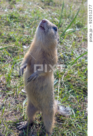 Gopher is standing on its hind legs on the grassy field 92051277