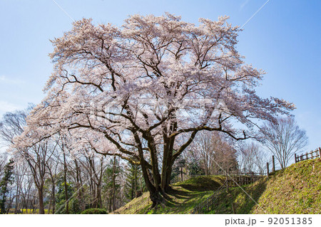 埼玉寄居の春　鉢形城公園（日本100名城）　満開のエドヒガン（氏邦桜） 92051385