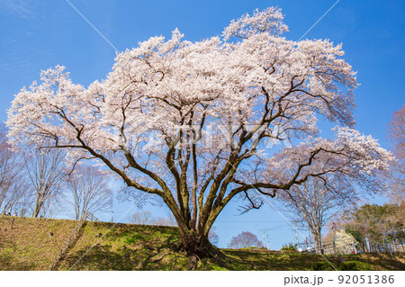 埼玉寄居の春　鉢形城公園（日本100名城）　満開のエドヒガン（氏邦桜） 92051386