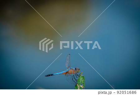 Blue Dragonfly hold on green leaf tree and copy space .Dragonfly in the nature. Dragonfly in the nature habitat. Beautiful nature scene with dragonfly outdoor 92051686