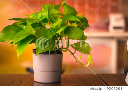 House plant Devil ivy, Golden Pothos, Hunter robe green leaf decorate on table indoor on blur background 92052014