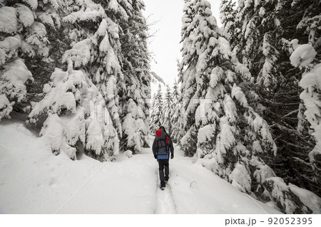 Back view of tourist hiker with backpack walking in white clean deep snow on bright frosty winter day in mountain forest with tall dark green spruce. Back view of tourist hiker with backpack walking in white clean deep snow on bright frosty winter day in mountain forest with tall dark green spruce. 92052395