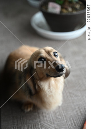 我が家のダックス犬のアンディ君つぶらな瞳 92053367