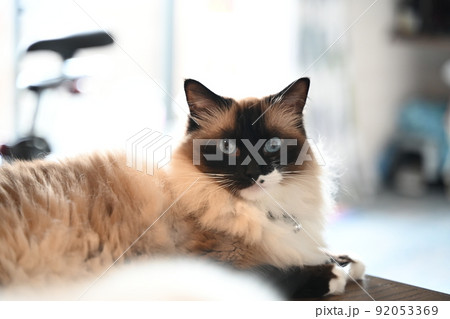 猫の目は訴える、素敵な目だね! 猫の目は訴える、素敵な目だね! 92053369