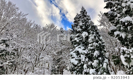 雪が積もった杉林と新潟県湯沢町の雪山の風景 雪が積もった杉林と新潟県湯沢町の雪山の風景 92053943