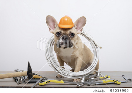 Celebrating Labor Day Bulldog with small protective construction helmet sits among wrenches near the white wall and looks attentively straight the camera while sitting sideways in home photo studio.  92053996