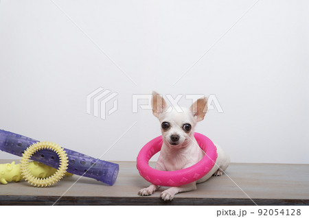 purebred dog french bulldog with a funny black nose with big ears and black eyes sits posing next to a variety of coloured toys attentively looks into the camera funny leaning. High quality photo purebred dog french bulldog with a funny black nose with big ears and black eyes sits posing next to a variety of coloured toys attentively looks into the camera funny leaning. High quality photo 92054128