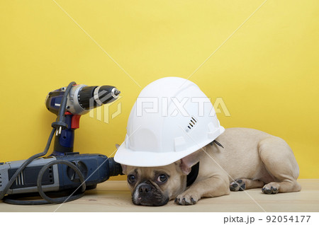 A purebred French bulldog dog with funny muzzle, big black eyes and nose in white protective construction helmet posing among wrenches on the craft wooden table, celebrating Labor Day. Studio photo. A purebred French bulldog dog with funny muzzle, big black eyes and nose in white protective construction helmet posing among wrenches on the craft wooden table, celebrating Labor Day. Studio photo. 92054177