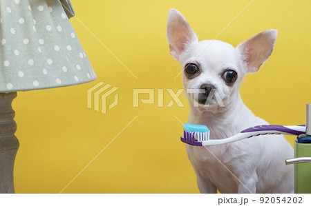 A small chihuahua dog brushes his teeth while sitting on a yellow background near a toothbrush with blue toothpaste. The dog is looking into the camera. 92054202