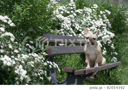 A small beige puppy of the French bulldog breed sits lonely relaxing posing on the texture wooden brown bench against the backdrop of green trees and looks to the camera. Photo made in sunny weather. A small beige puppy of the French bulldog breed sits lonely relaxing posing on the texture wooden brown bench against the backdrop of green trees and looks to the camera. Photo made in sunny weather. 92054392