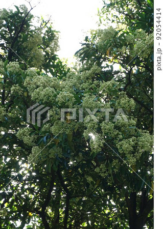 2022年6月のサンゴジュ 2022年6月のサンゴジュ 92054414