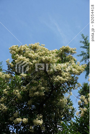 2022年6月のサンゴジュ　 92054418