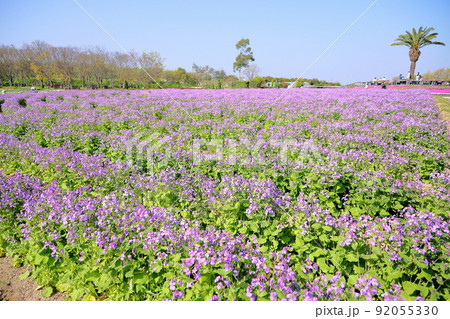 ムラサキハナナの花畑 ムラサキハナナの花畑 92055330