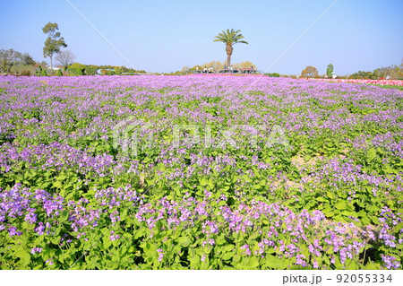 ムラサキハナナの花畑 ムラサキハナナの花畑 92055334