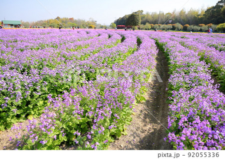ムラサキハナナの花畑 92055336