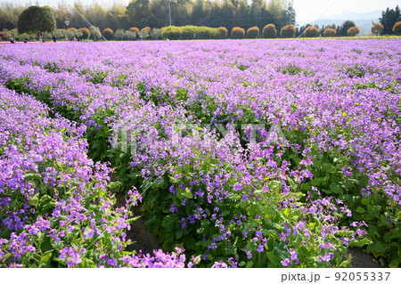 ムラサキハナナの花畑 92055337