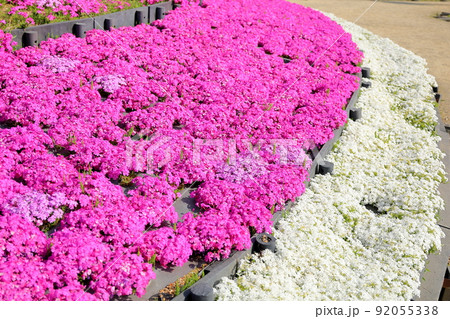 芝桜の花 92055338