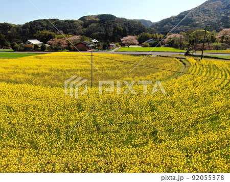 真木大堂付近の広大な菜の花畑の空撮 真木大堂付近の広大な菜の花畑の空撮 92055378
