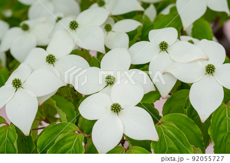 ヤマボウシの花 ヤマボウシの花 92055727
