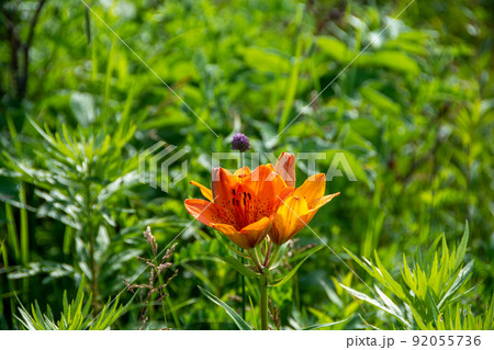 オレンジ色のユリの花 エゾスカシユリ オレンジ色のユリの花 エゾスカシユリ 92055736