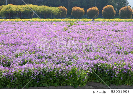 ムラサキハナナの花畑 ムラサキハナナの花畑 92055903