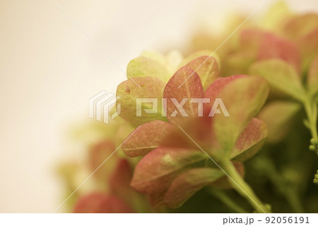 紅葉したの柏葉アジサイの花のアップ 92056191