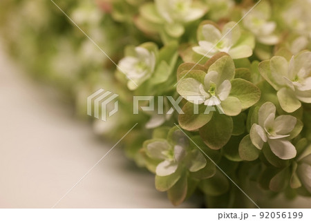 紅葉したの柏葉アジサイの花のアップ 92056199