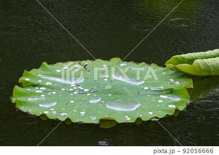 雨降る池に浮かぶ蓮の葉と上で踊る水溜り 92056666