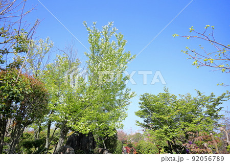 ウワミズザクラの花 92056789