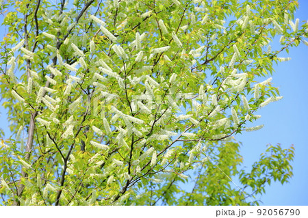 ウワミズザクラの花 92056790